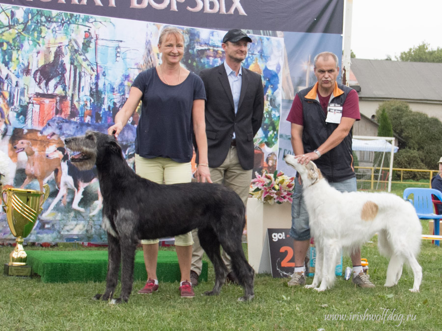 Irish Wolfhound. Kennel Tsarskaja Prihot