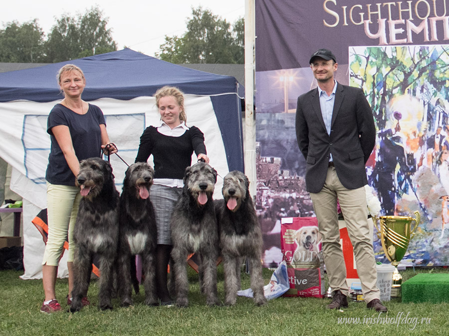 Irish Wolfhound. Kennel Tsarskaja Prihot