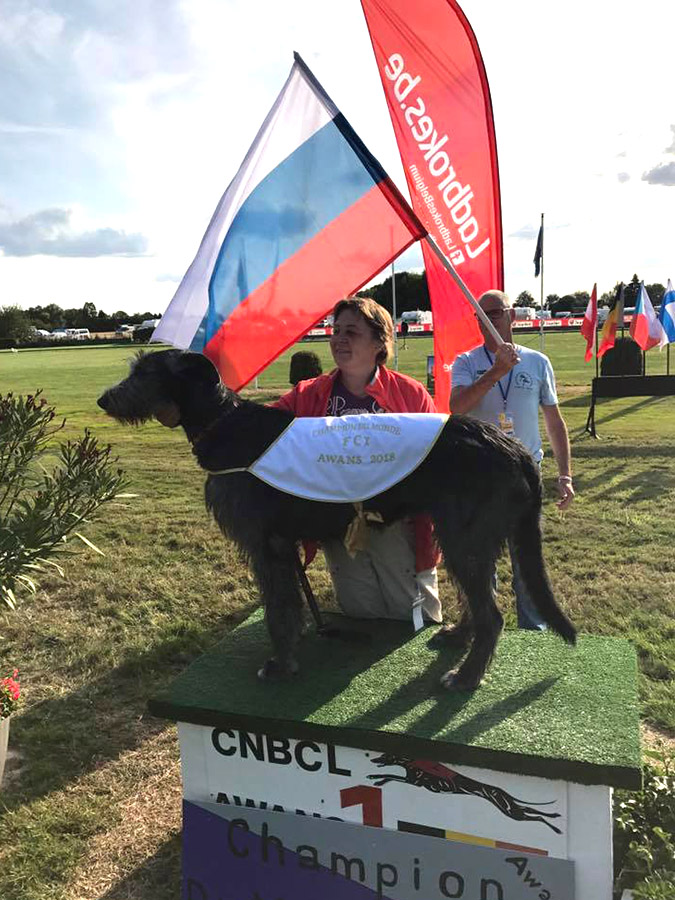 Ирландский волкодав. Питомник Царская Прихоть Irish Wolfhound. Kennel Tsarskaja Prihot