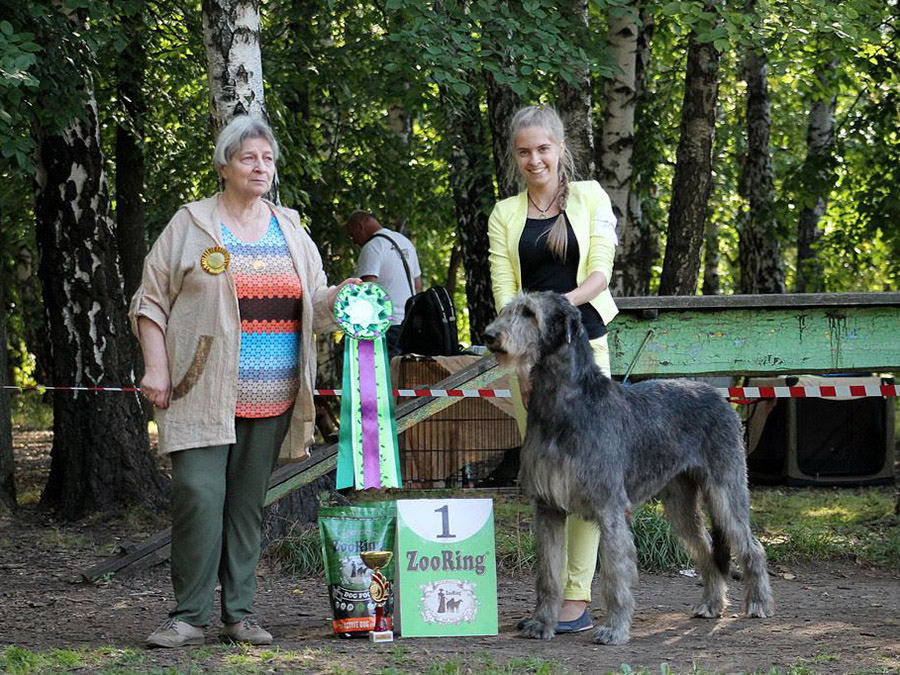 Irish Wolfhound. Kennel Tsarskaja Prihot