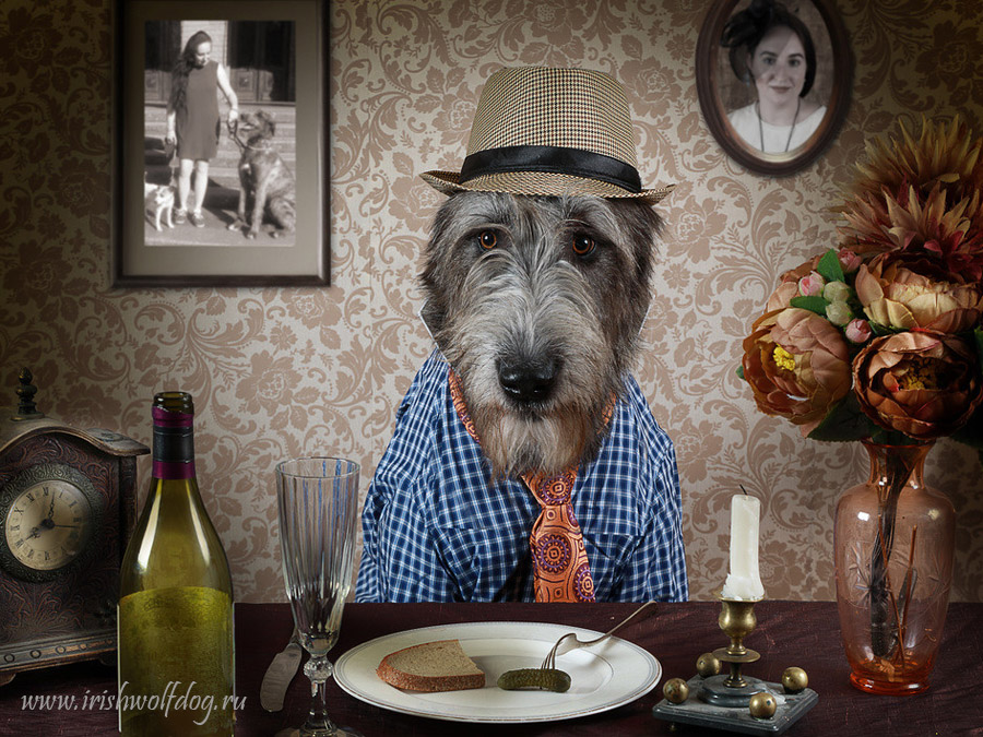 Irish Wolfhound. Kennel Tsarskaja Prihot