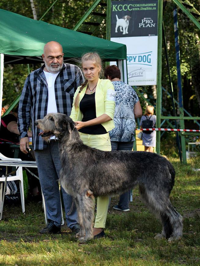 Irish Wolfhound. Kennel Tsarskaja Prihot