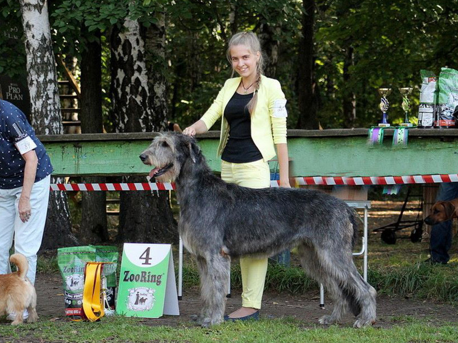 Irish Wolfhound. Kennel Tsarskaja Prihot