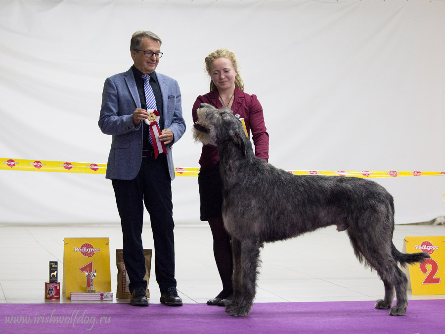 Irish Wolfhound. Kennel Tsarskaja Prihot