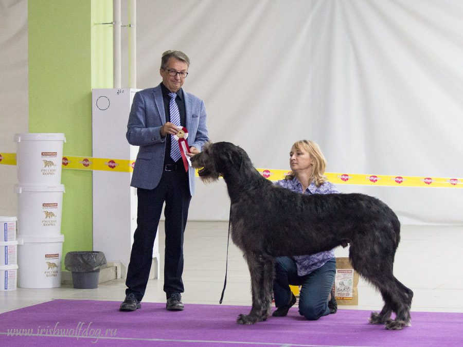 Irish Wolfhound. Kennel Tsarskaja Prihot