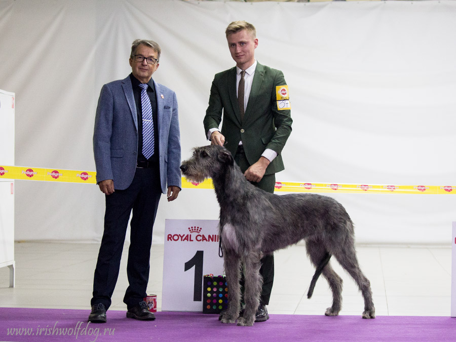 Irish Wolfhound. Kennel Tsarskaja Prihot