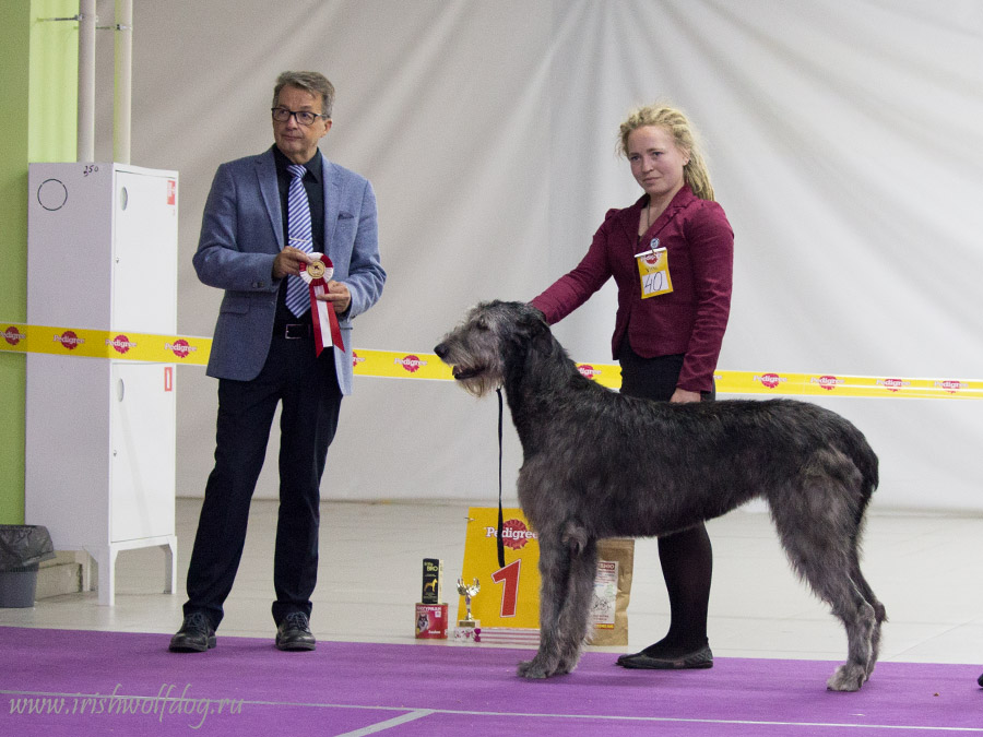 Irish Wolfhound. Kennel Tsarskaja Prihot