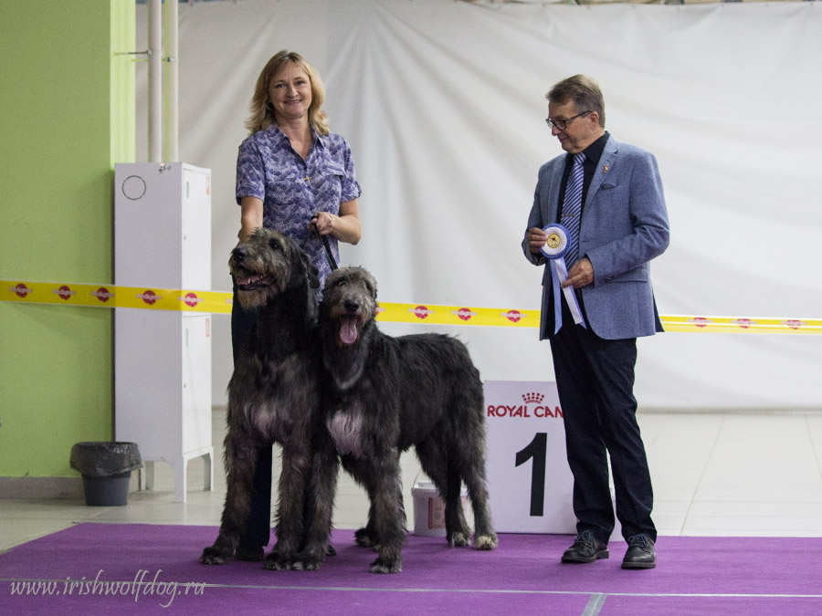 Ирландский волкодав. Питомник Царская Прихоть Irish Wolfhound. Kennel Tsarskaja Prihot