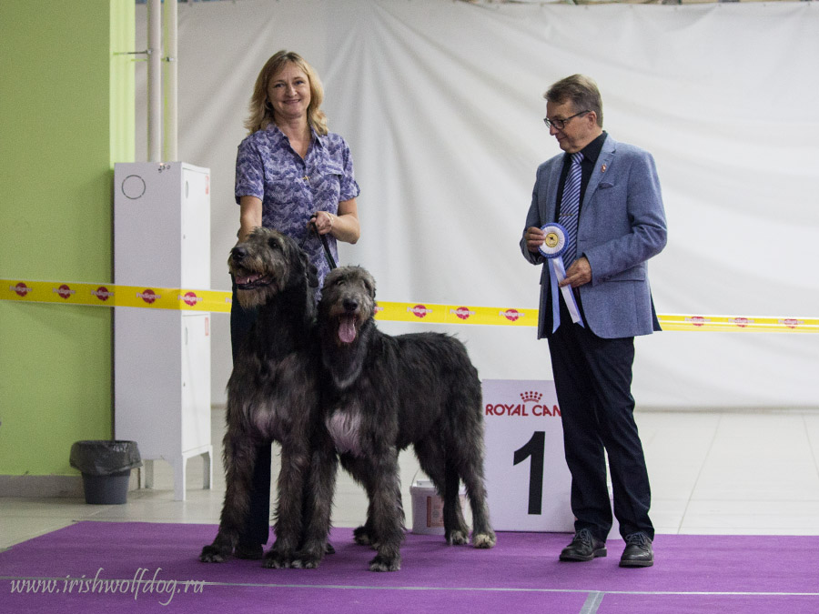 Irish Wolfhound. Kennel Tsarskaja Prihot