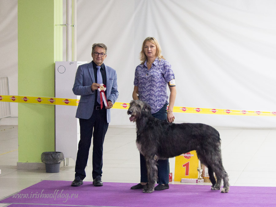 Irish Wolfhound. Kennel Tsarskaja Prihot