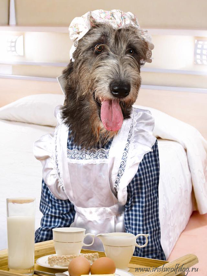 Irish Wolfhound. Kennel Tsarskaja Prihot