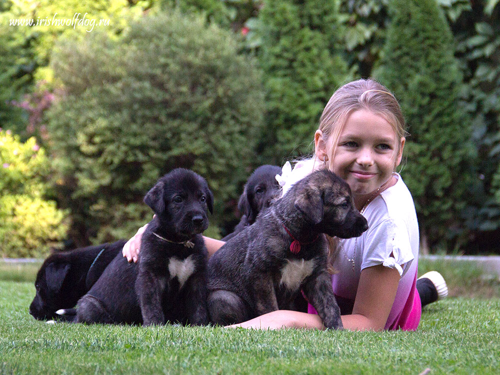 Irish Wolfhound. Kennel Tsarskaja Prihot