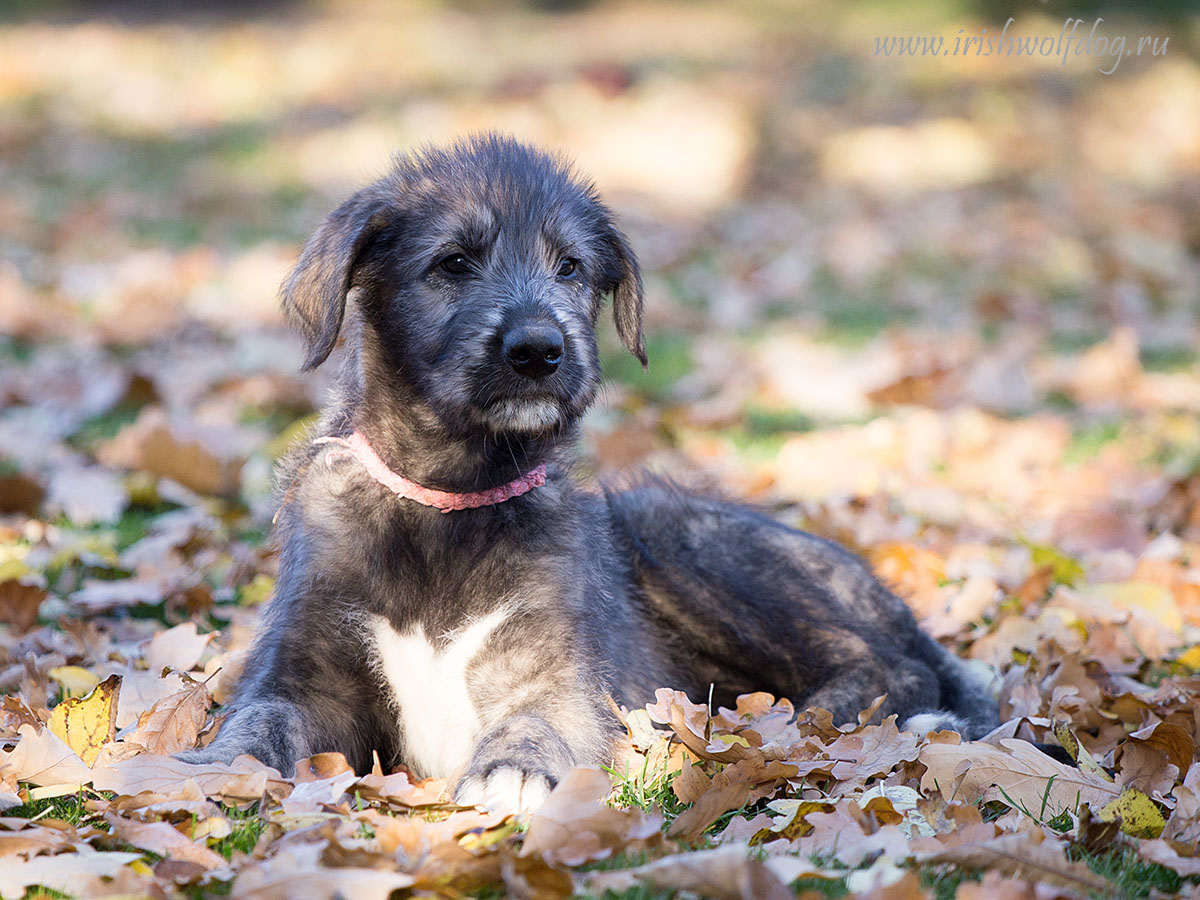 Irish Wolfhound. Kennel Tsarskaja Prihot