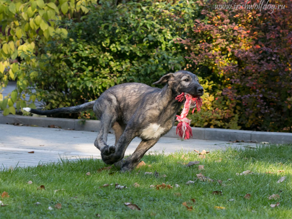 Irish Wolfhound. Kennel Tsarskaja Prihot