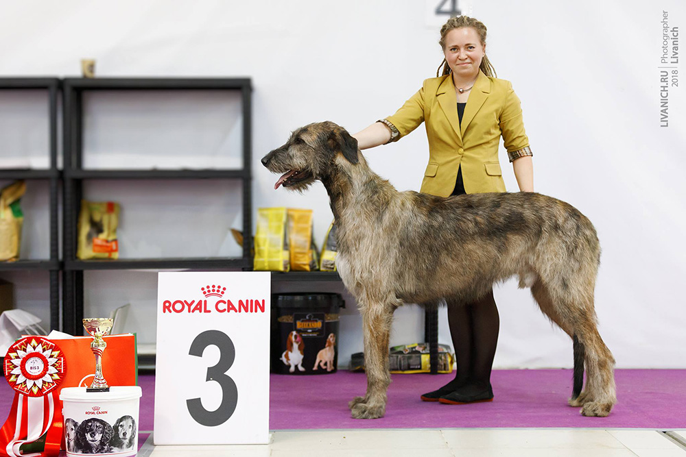 Irish Wolfhound. Kennel Tsarskaja Prihot