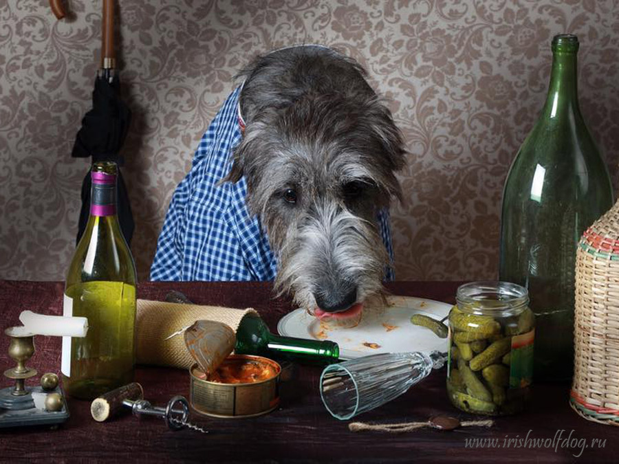 Irish Wolfhound. Kennel Tsarskaja Prihot