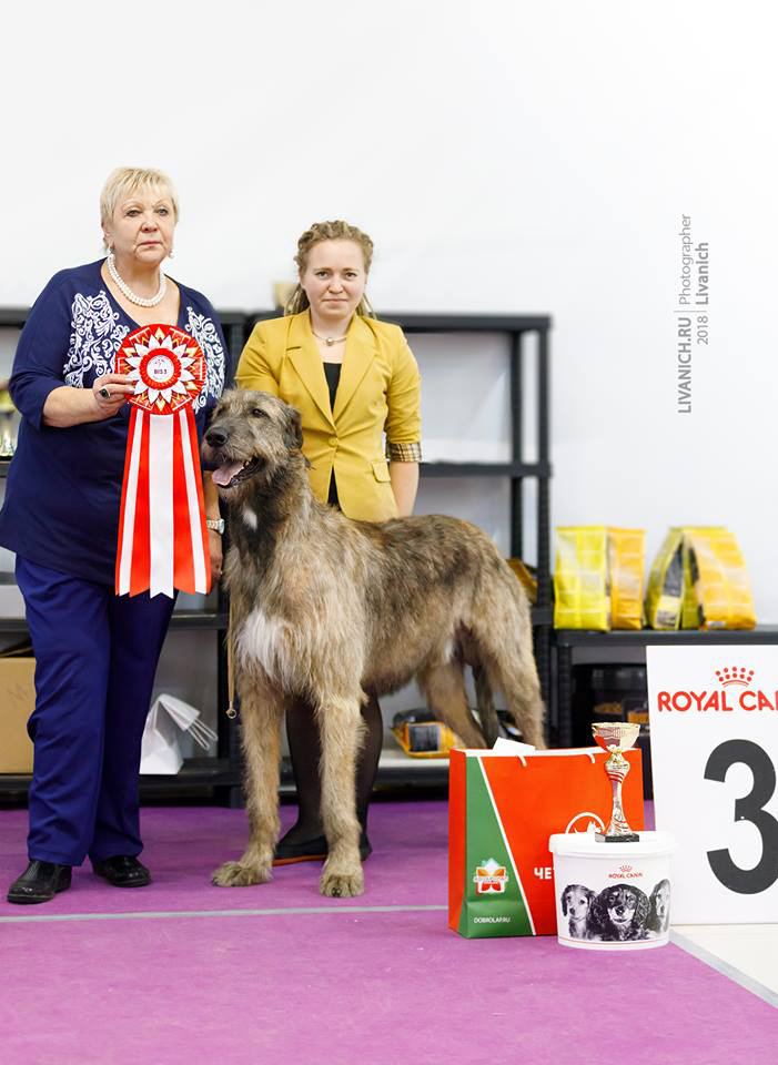 Irish Wolfhound. Kennel Tsarskaja Prihot