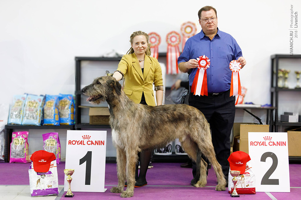 Irish Wolfhound. Kennel Tsarskaja Prihot