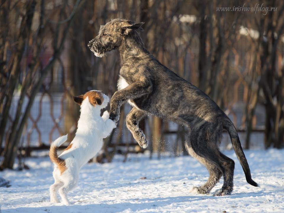 Ирландский волкодав. Питомник Царская Прихоть Irish Wolfhound. Kennel Tsarskaja Prihot