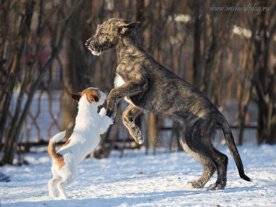 Irish Wolfhound. Kennel Tsarskaja Prihot