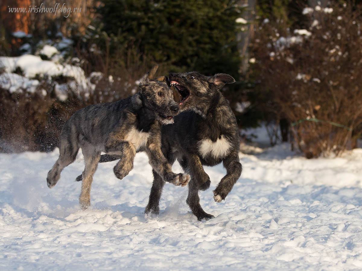 Ирландский волкодав. Питомник Царская Прихоть Irish Wolfhound. Kennel Tsarskaja Prihot