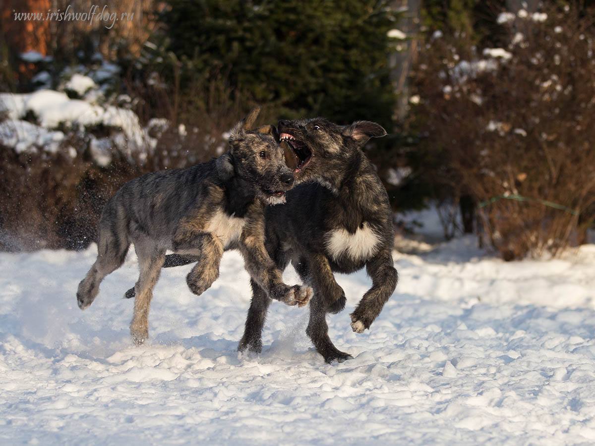 Irish Wolfhound. Kennel Tsarskaja Prihot