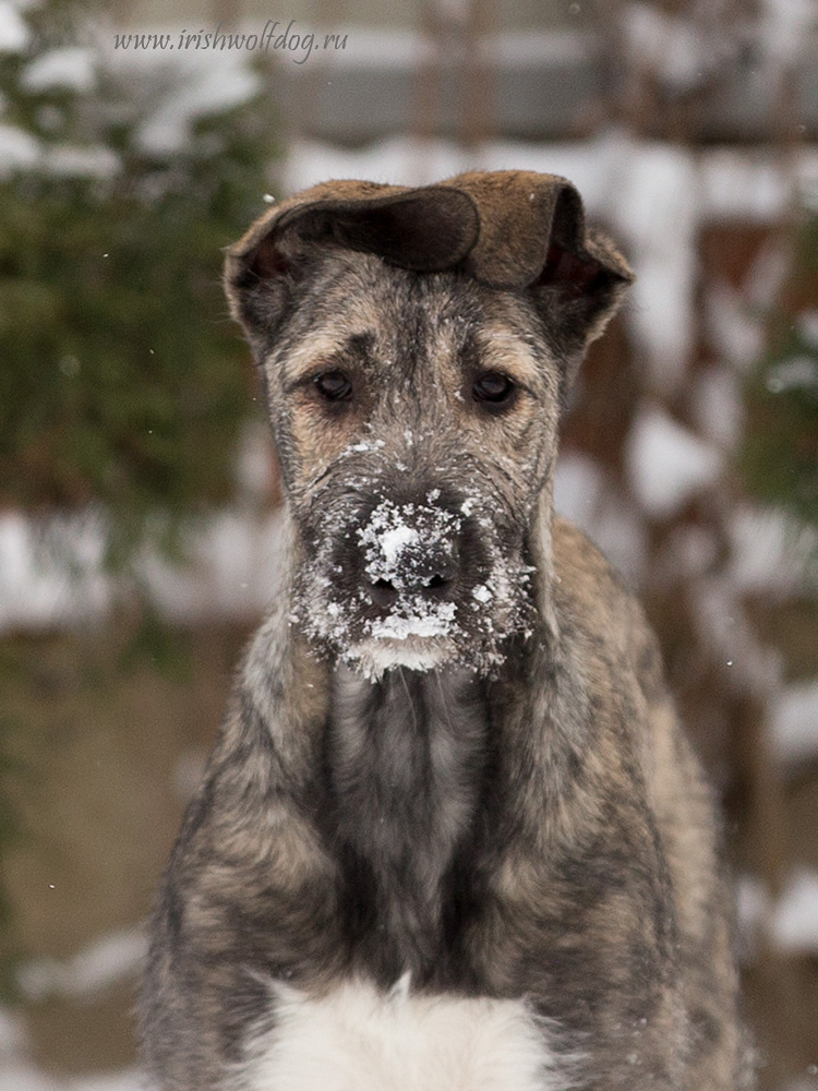 Irish Wolfhound. Kennel Tsarskaja Prihot