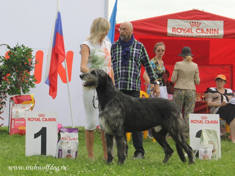 Irish Wolfhound. Kennel Tsarskaja Prihot