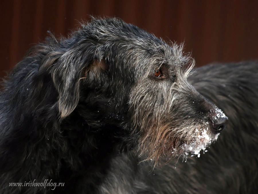 Irish Wolfhound. Kennel Tsarskaja Prihot