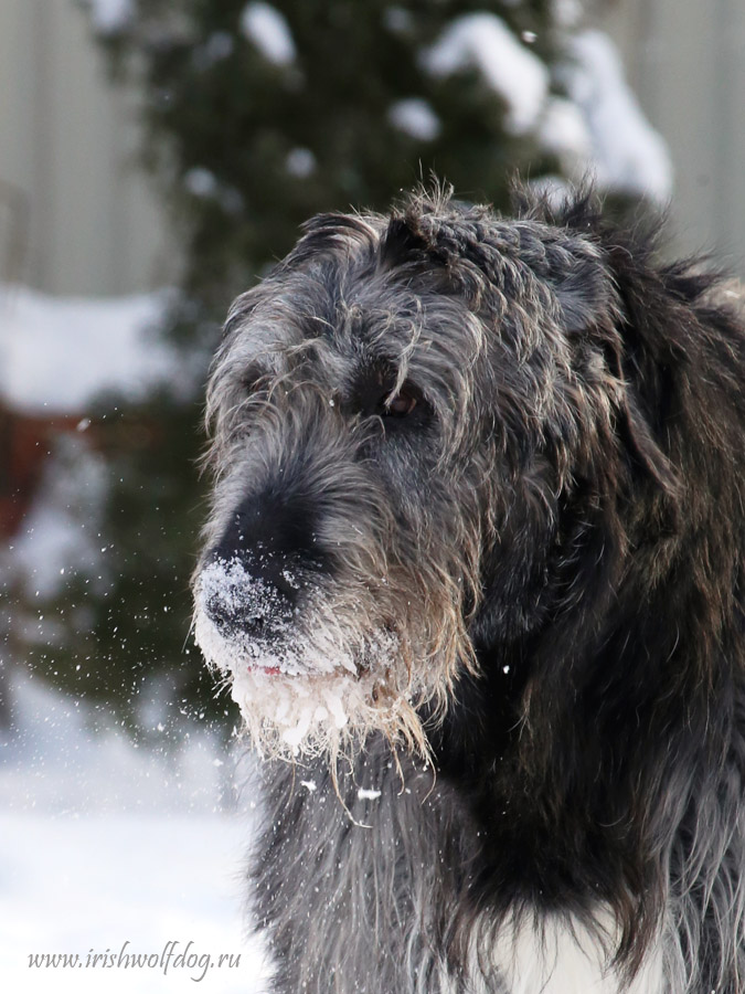 Irish Wolfhound. Kennel Tsarskaja Prihot