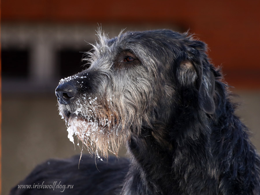 Irish Wolfhound. Kennel Tsarskaja Prihot