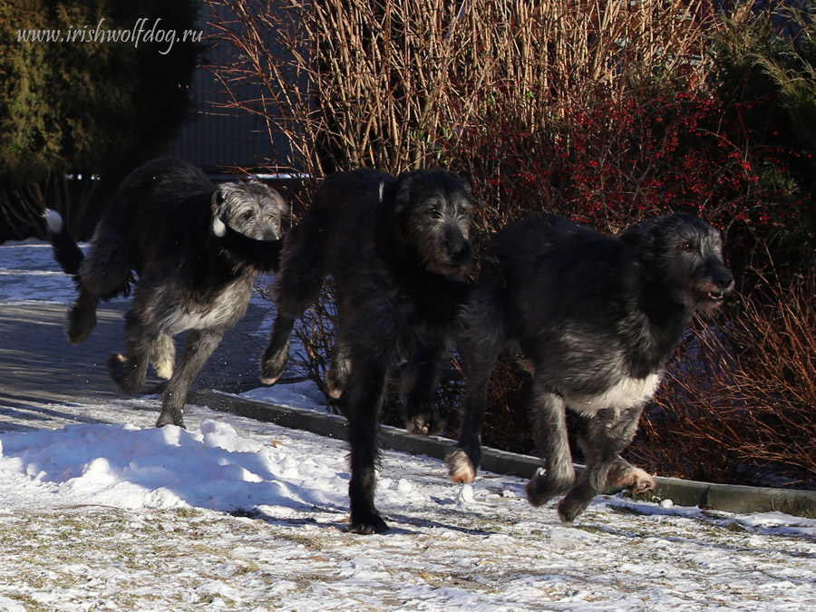 Irish Wolfhound. Kennel Tsarskaja Prihot