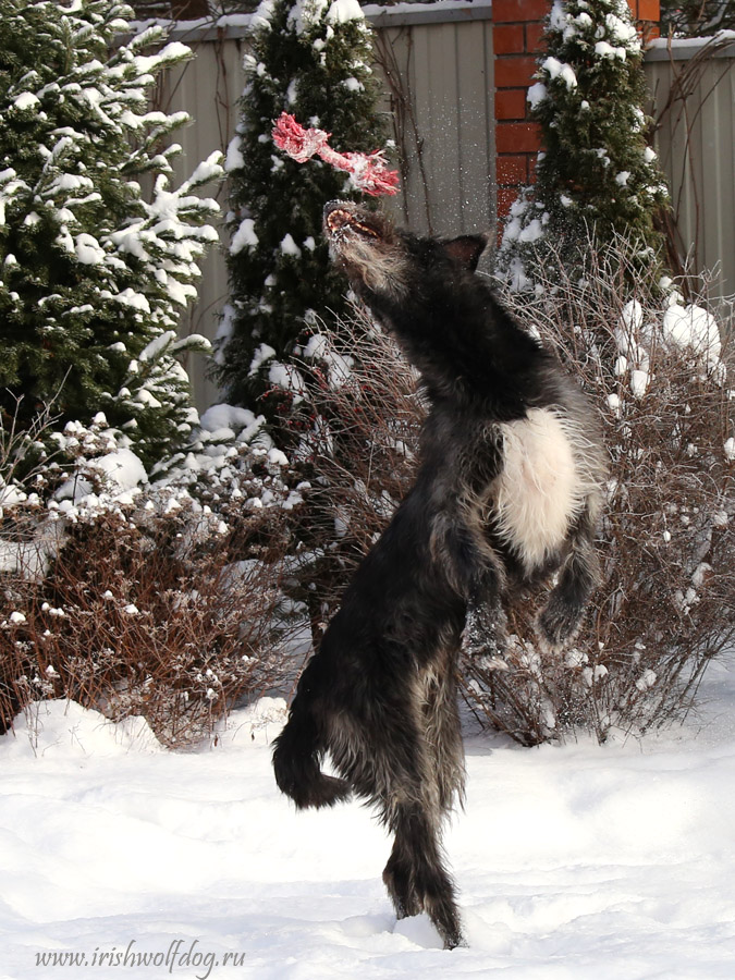 Irish Wolfhound. Kennel Tsarskaja Prihot