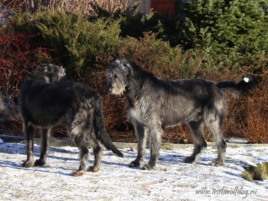 Irish Wolfhound. Kennel Tsarskaja Prihot