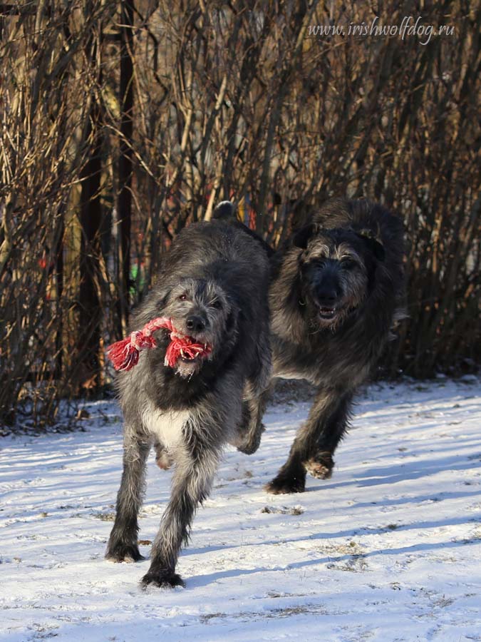 Irish Wolfhound. Kennel Tsarskaja Prihot