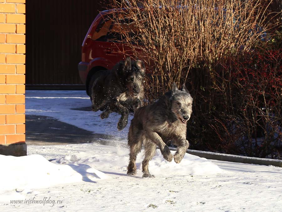 Irish Wolfhound. Kennel Tsarskaja Prihot