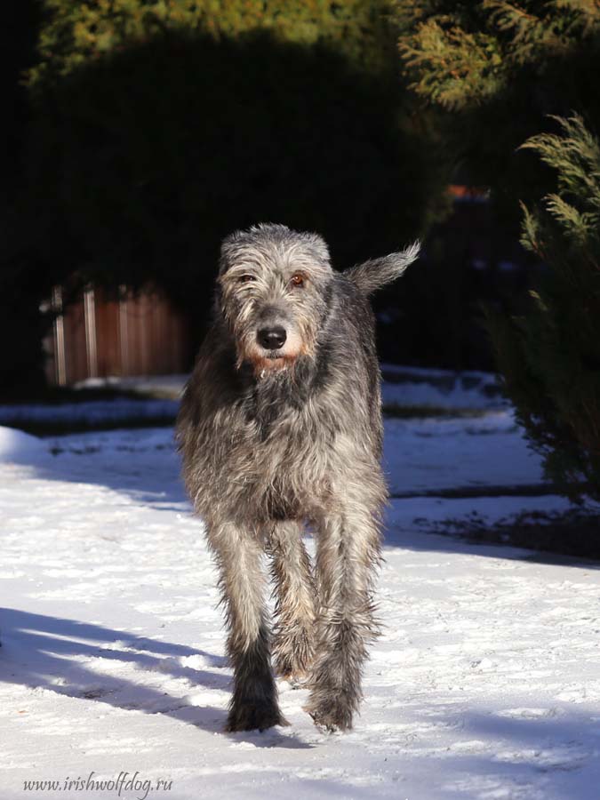 Irish Wolfhound. Kennel Tsarskaja Prihot