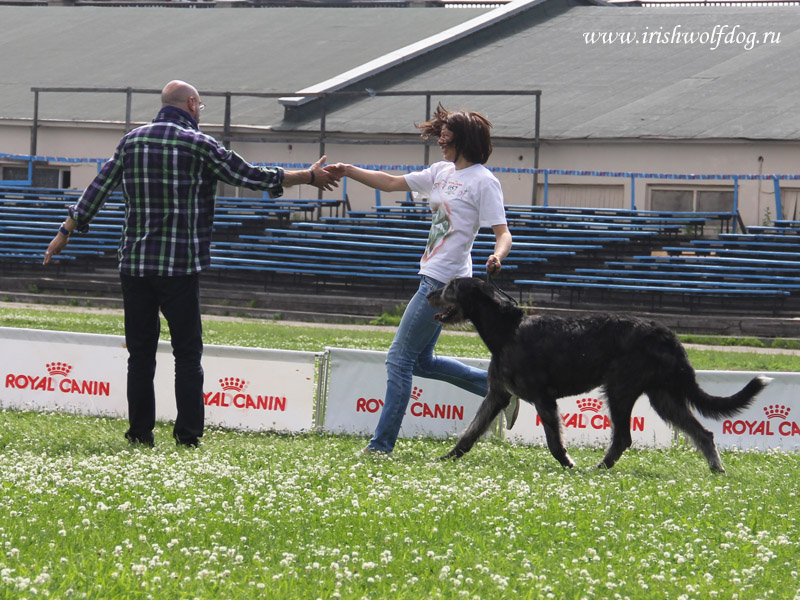 Irish Wolfhound. Kennel Tsarskaja Prihot