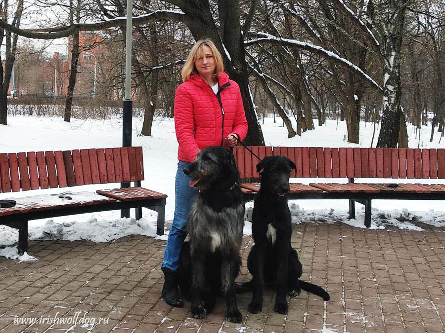 Irish Wolfhound. Kennel Tsarskaja Prihot