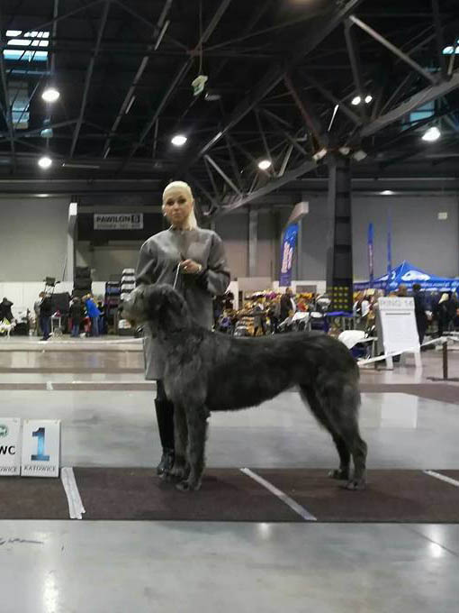 Irish Wolfhound. Kennel Tsarskaja Prihot