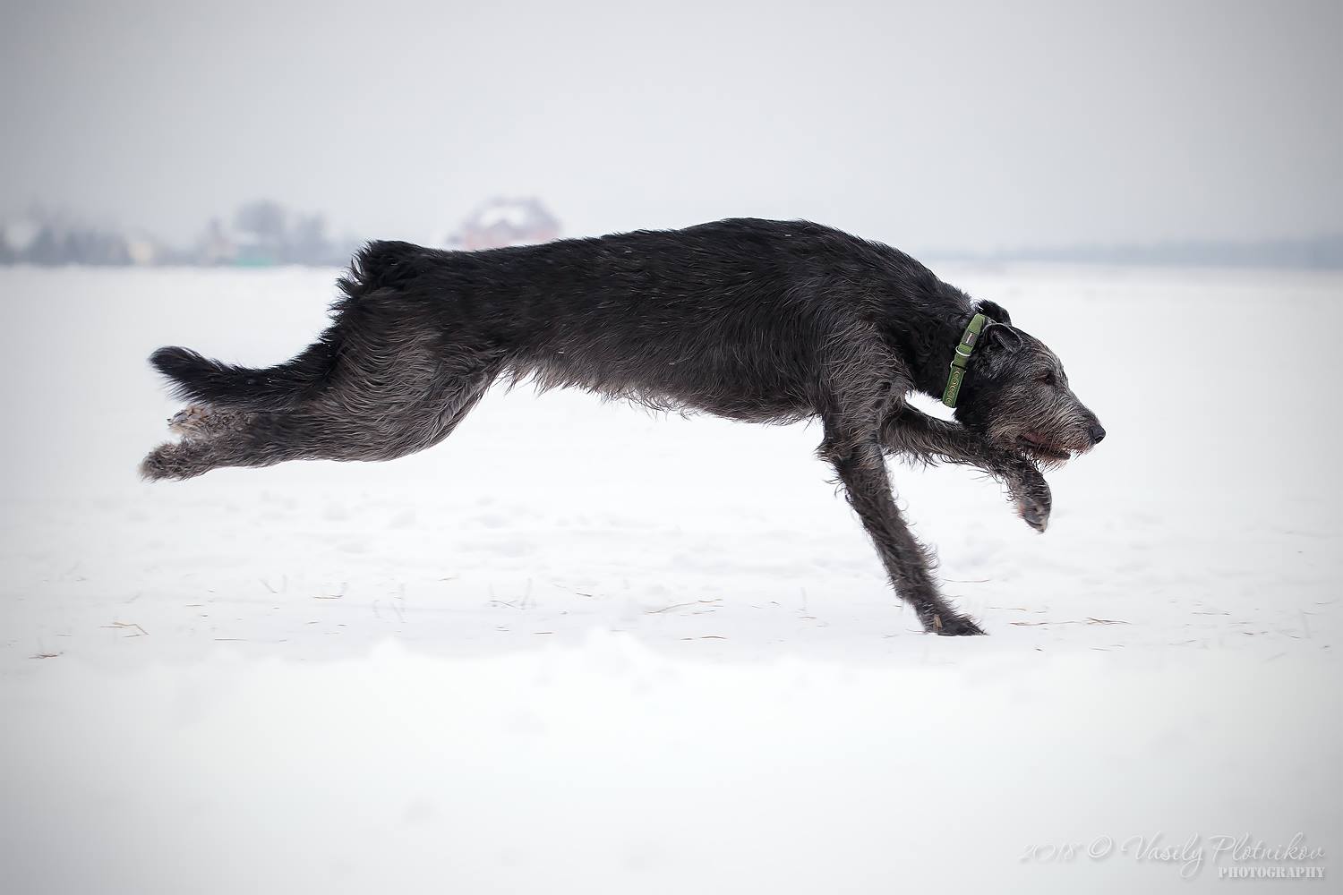 Irish Wolfhound. Kennel Tsarskaja Prihot