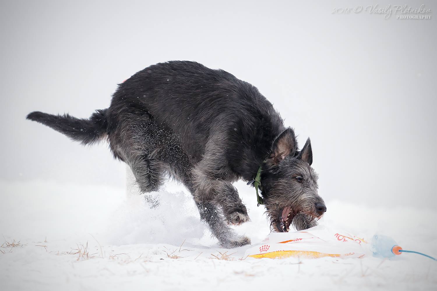 Irish Wolfhound. Kennel Tsarskaja Prihot