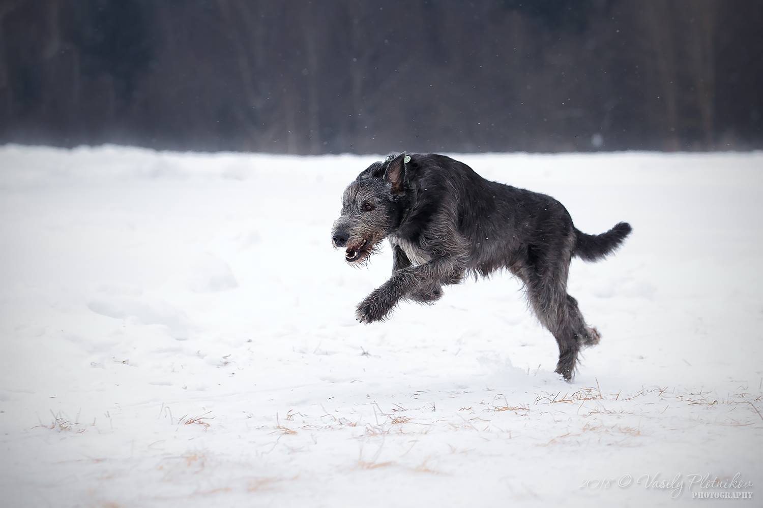 Irish Wolfhound. Kennel Tsarskaja Prihot