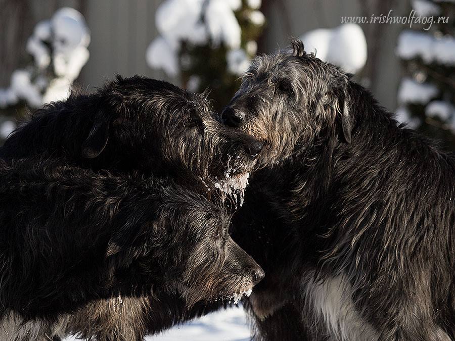 Irish Wolfhound. Kennel Tsarskaja Prihot