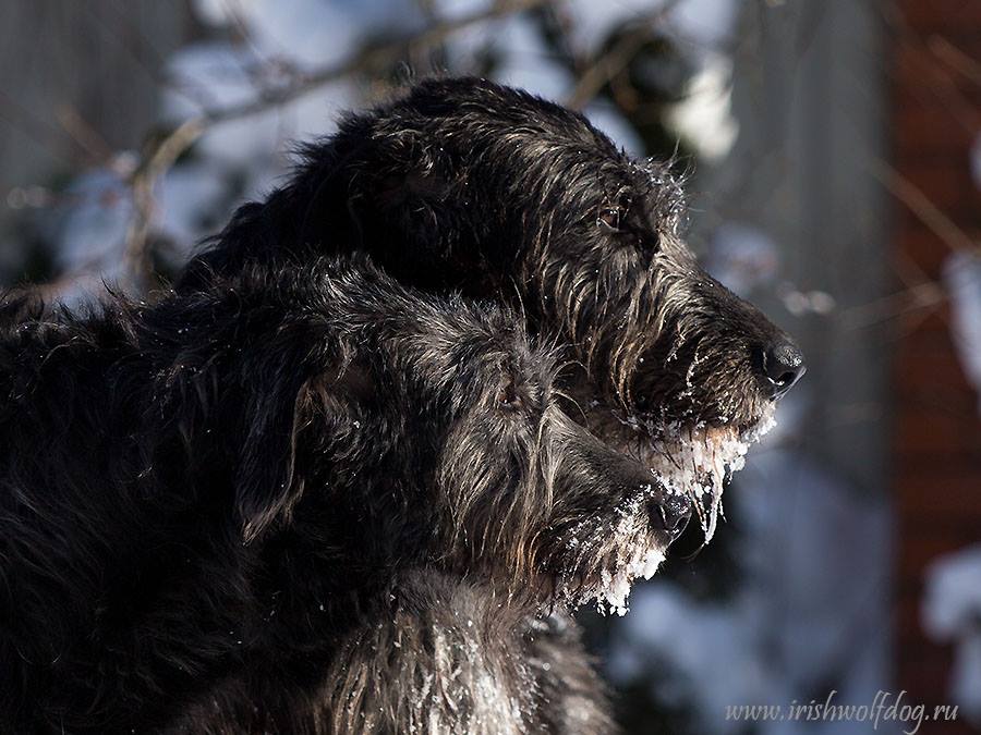 Irish Wolfhound. Kennel Tsarskaja Prihot