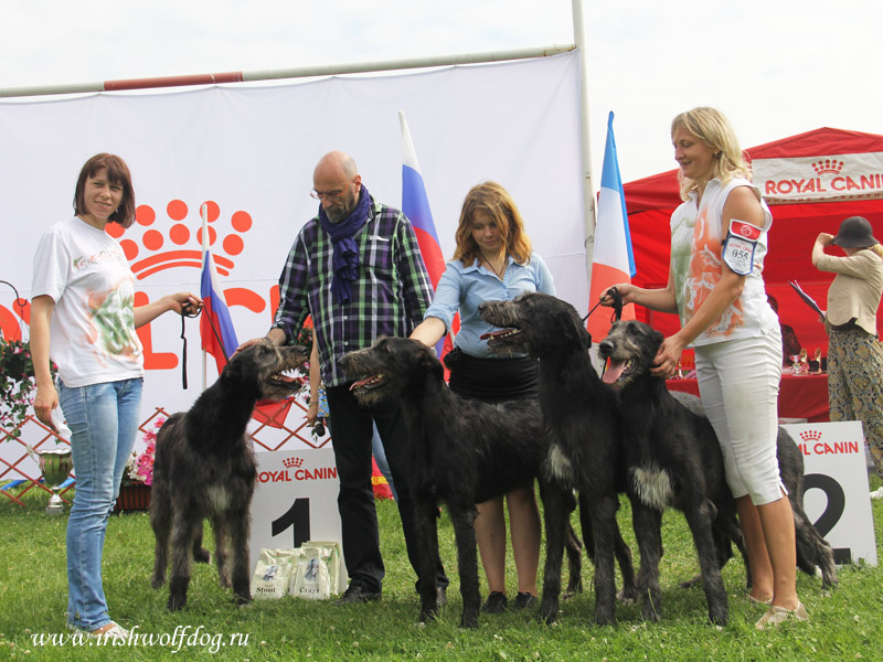 Irish Wolfhound. Kennel Tsarskaja Prihot