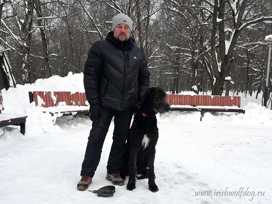 Irish Wolfhound. Kennel Tsarskaja Prihot