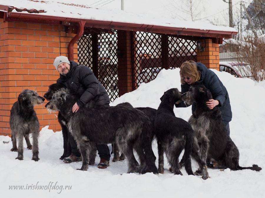 Irish Wolfhound. Kennel Tsarskaja Prihot