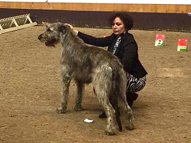 Irish Wolfhound. Kennel Tsarskaja Prihot