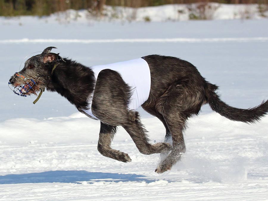 Irish Wolfhound. Kennel Tsarskaja Prihot